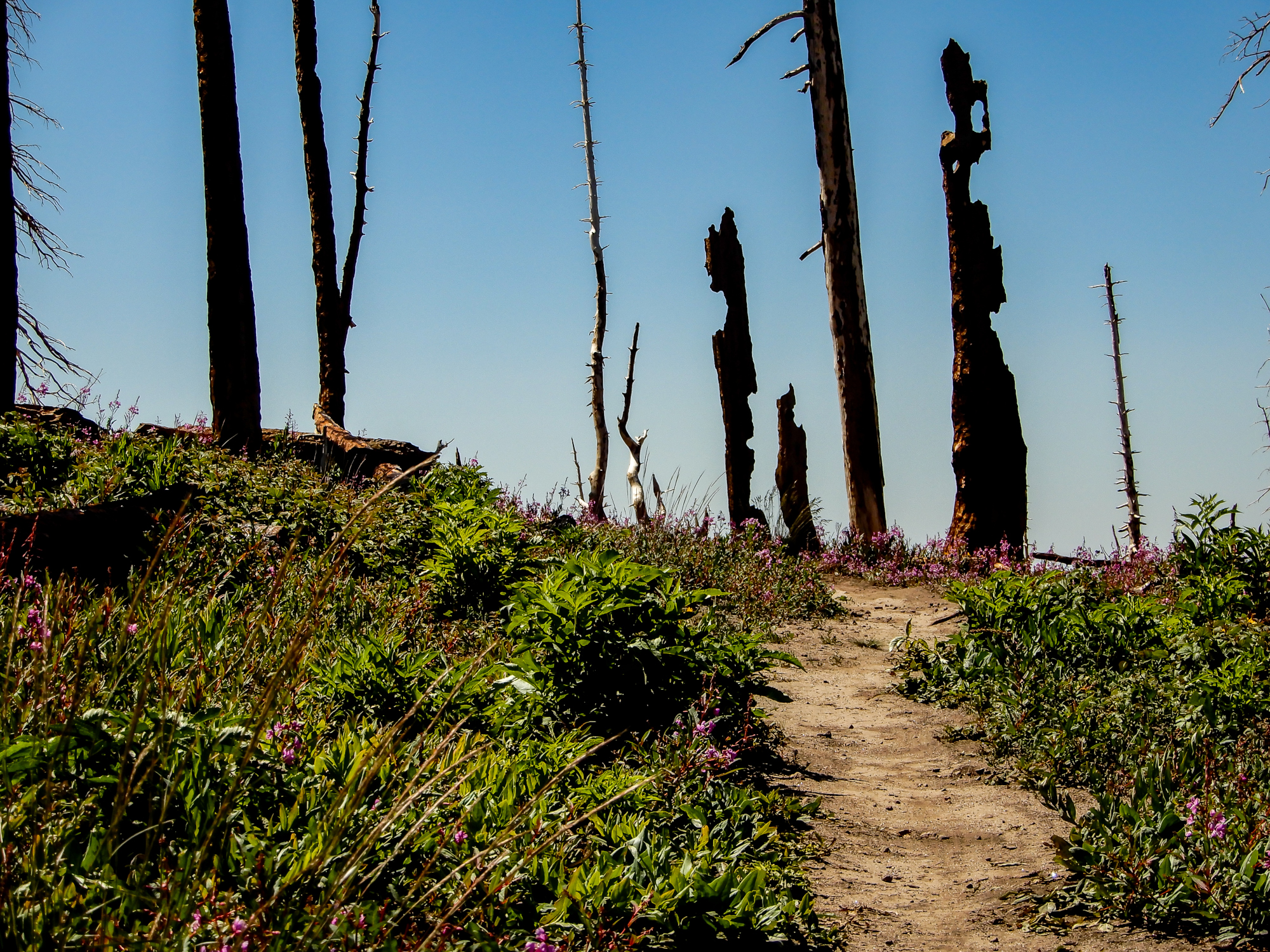 bunker creek mountain bike trail