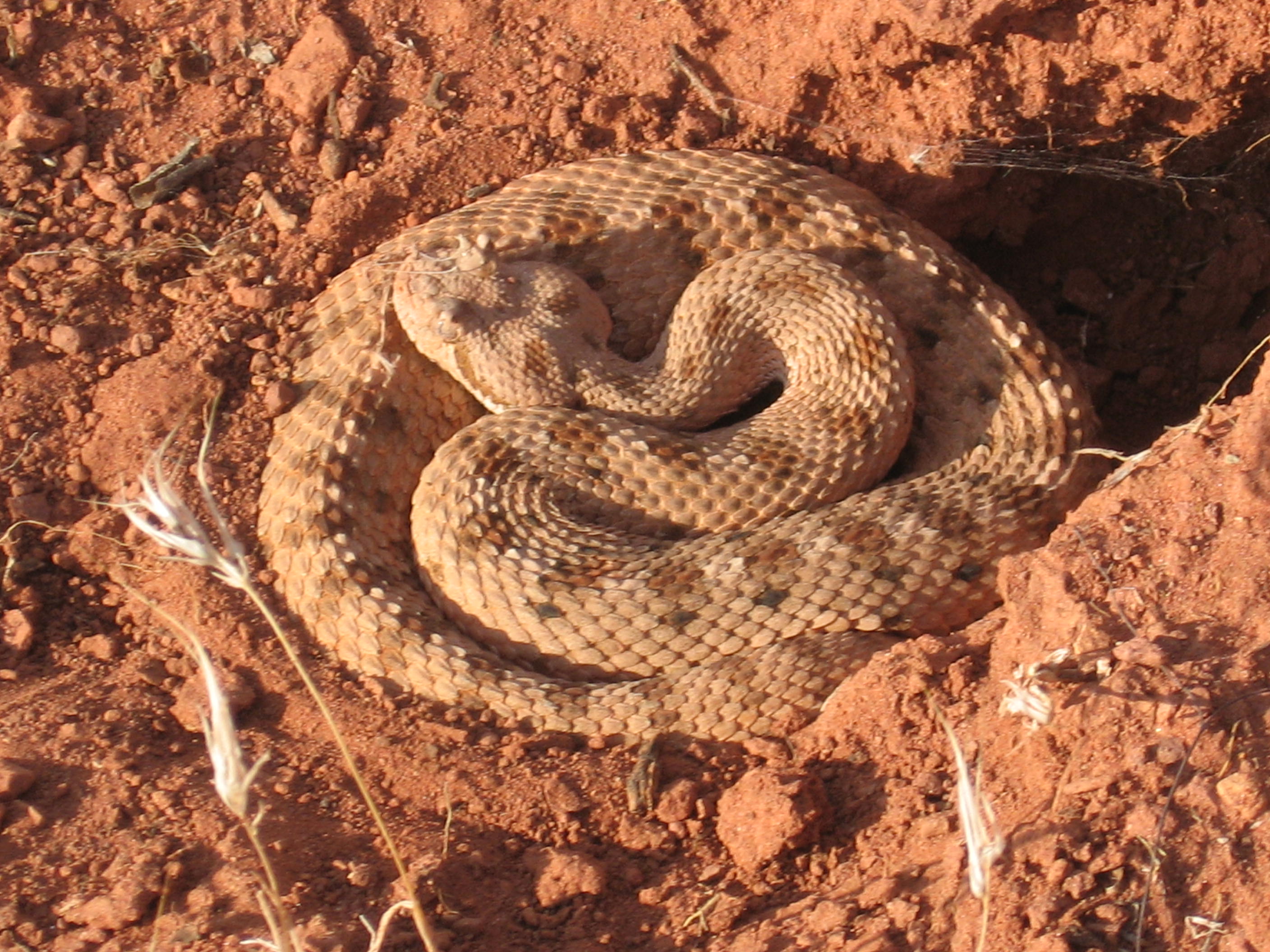 Rattle Snake