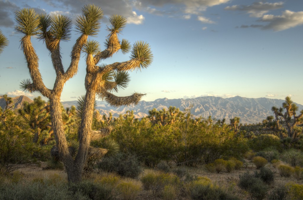 Joshua trees in the mojave