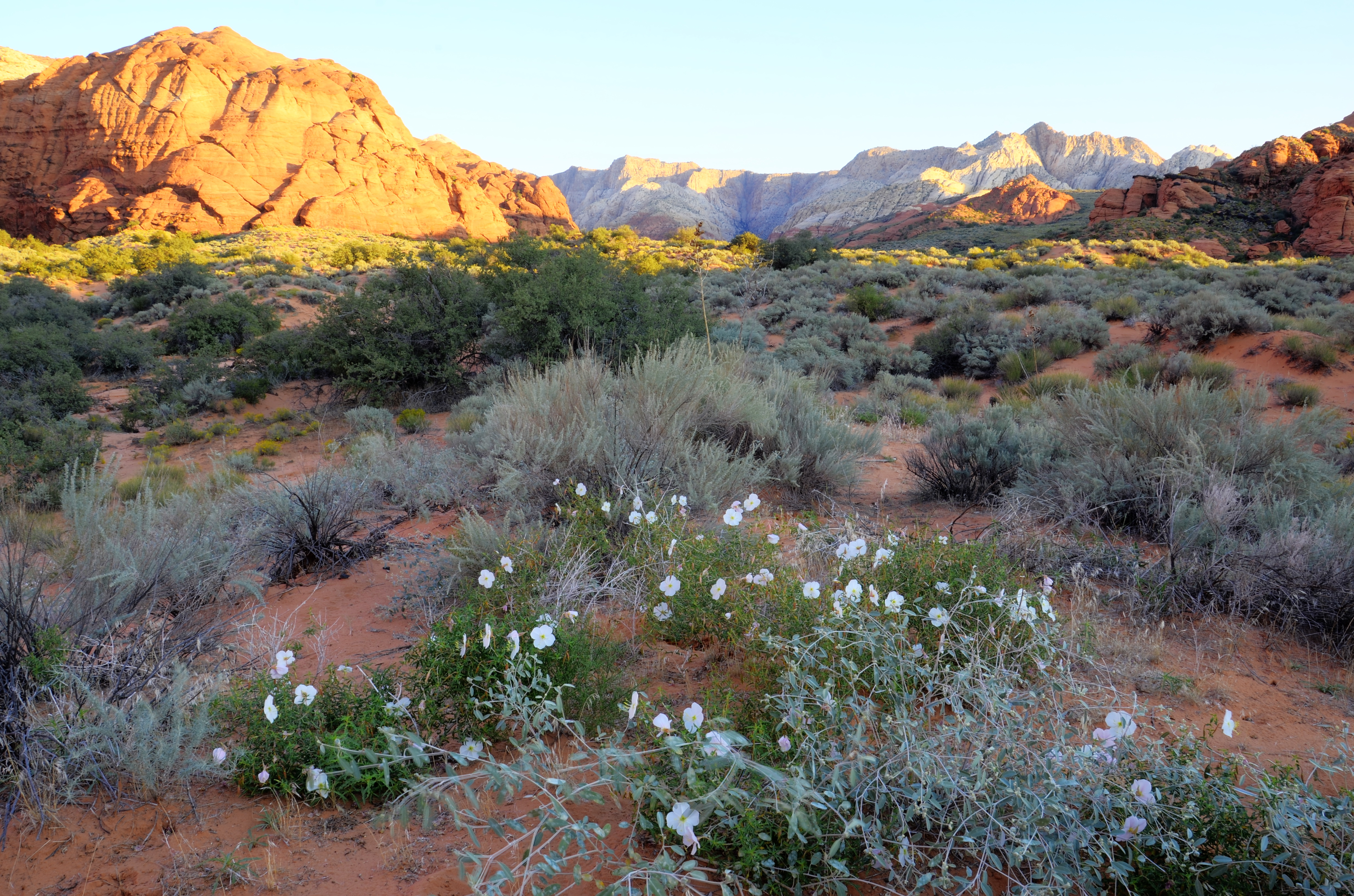 snow canyon state park primrose