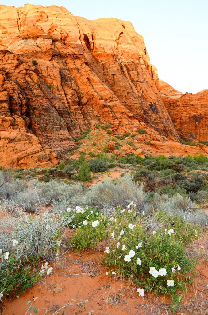snow canyon state park primrose